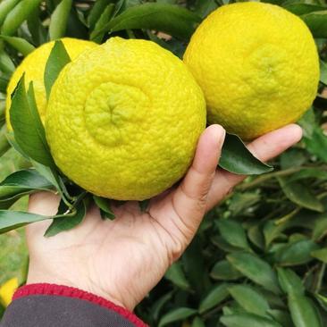 黃金貢柚產(chǎn)地直供 湖南懷化芷江2.80元/斤的甜蜜商機