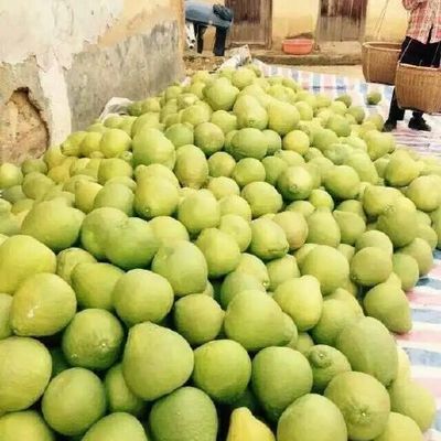 3斤以上柚子供應與批發(fā)指南 品質(zhì)優(yōu)選，渠道直通
